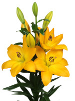 Murano Nyhed 2026 PÅ LAGER TIL FEBRUAR KAN BESTILLES NU